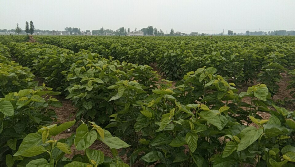 农作物种植，颍上县玉胜种植专业合作社