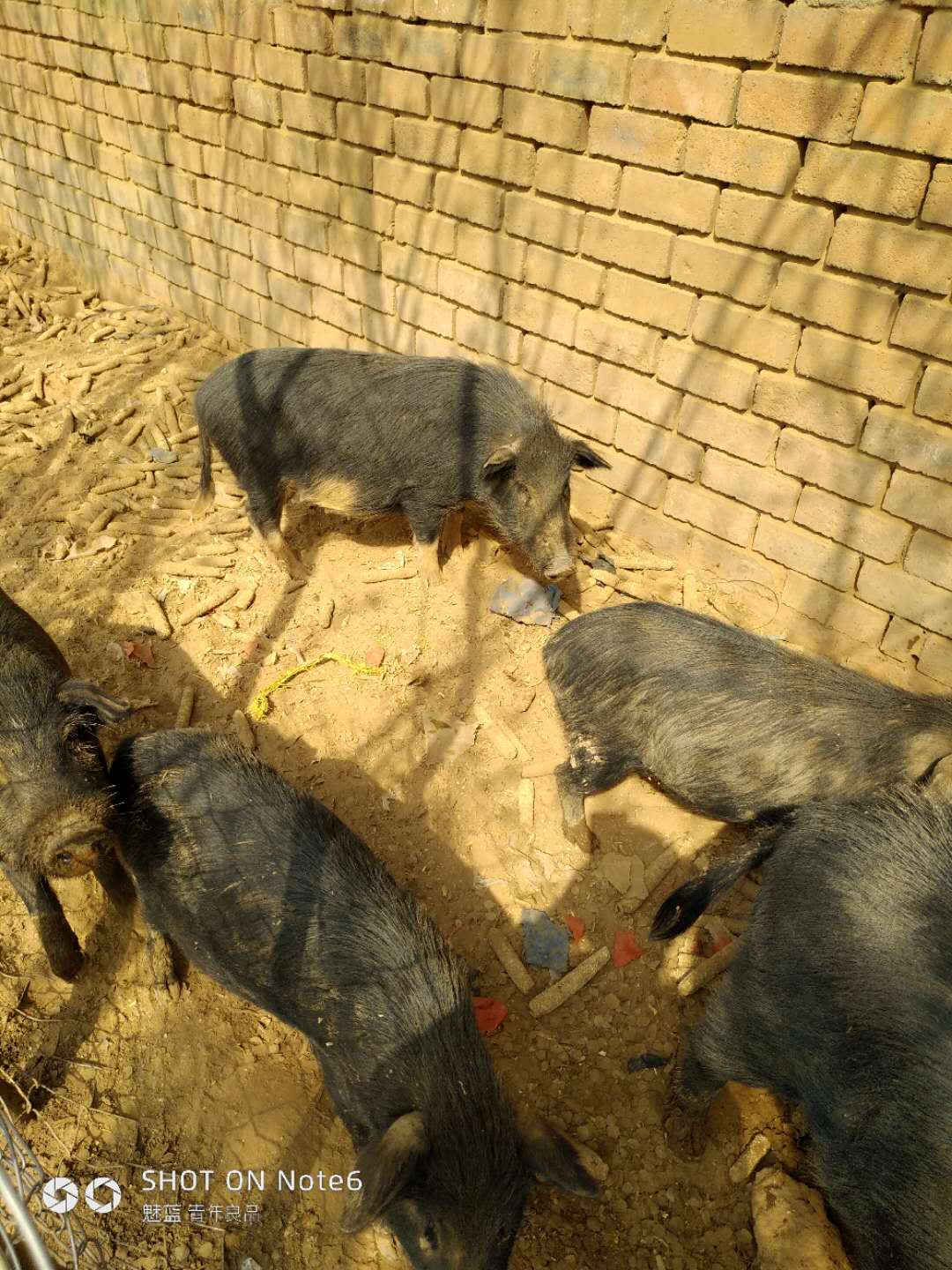北京天津河北藏香猪肉价格一斤，麝香猪，纯种香格里拉藏香猪