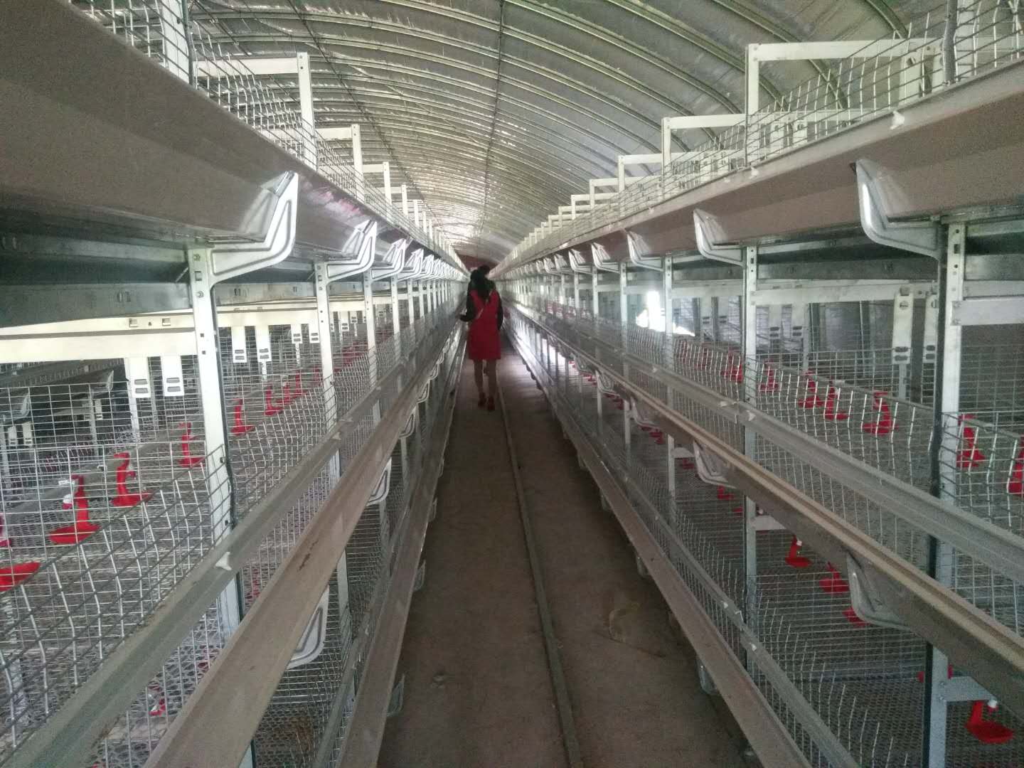 家禽养殖，蒙城县永和家庭农场