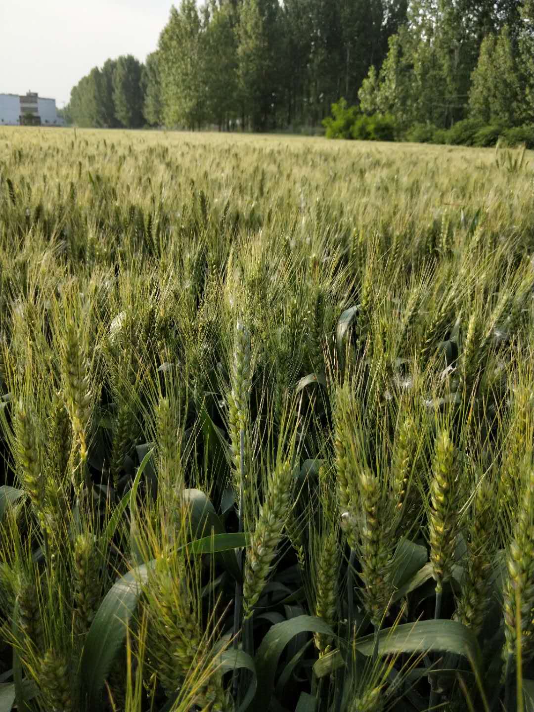 小麦销售，太和县永康种植专业合作社