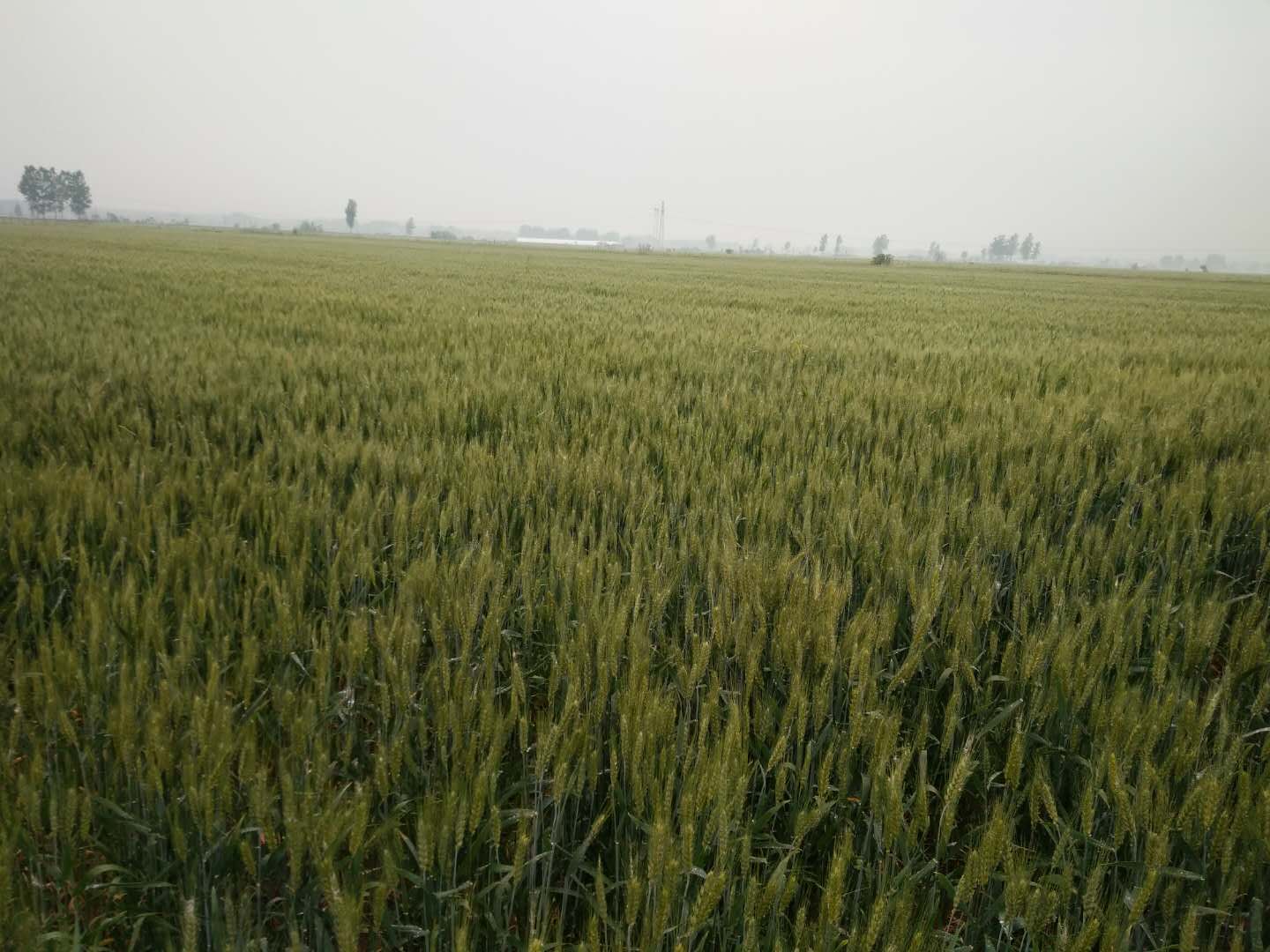 小麦销售，蒙城县丰悦家庭农场