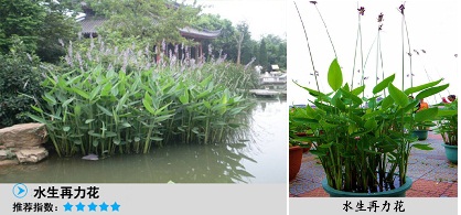水生植物黄菖蒲在水环境治理上起到什么作用