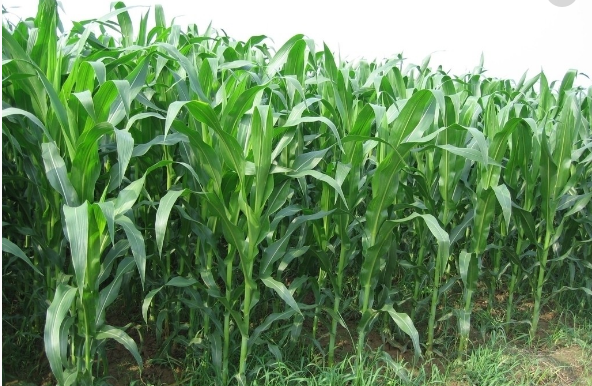 玉米销售，利辛县标标种植专业合作社
