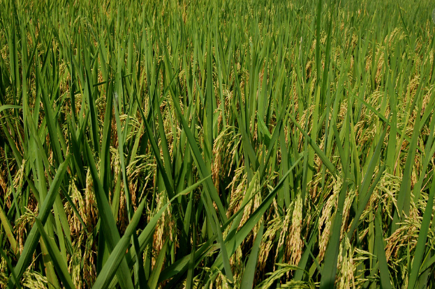 水稻销售，利辛县标标种植专业合作社