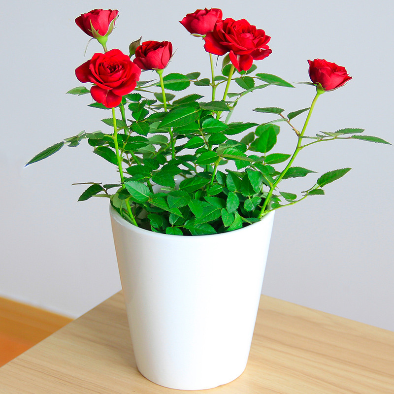 武汉桌面小鲜花植物玫瑰盆栽送货上门，袖珍玫瑰盆景有各种颜色