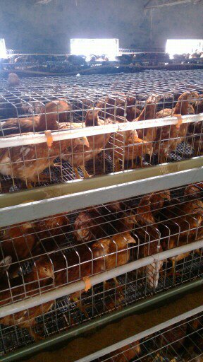 供应青年鸡,70日龄海兰褐青年鸡长期供应大日龄青年鸡
