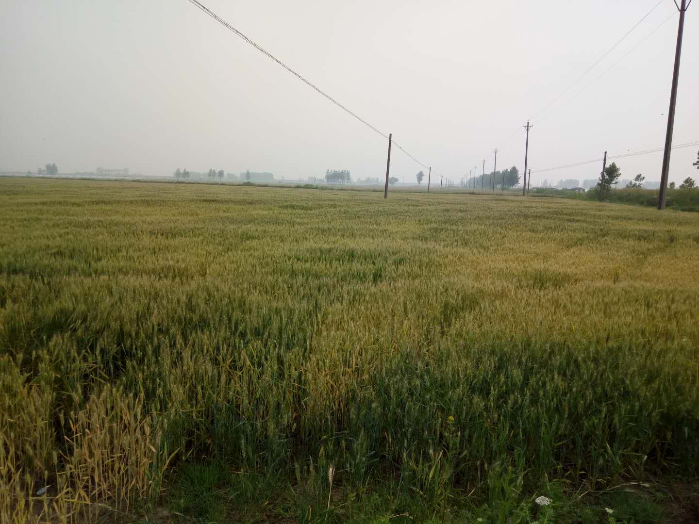 小麦种植，颍上县关屯乡运昌家庭农场
