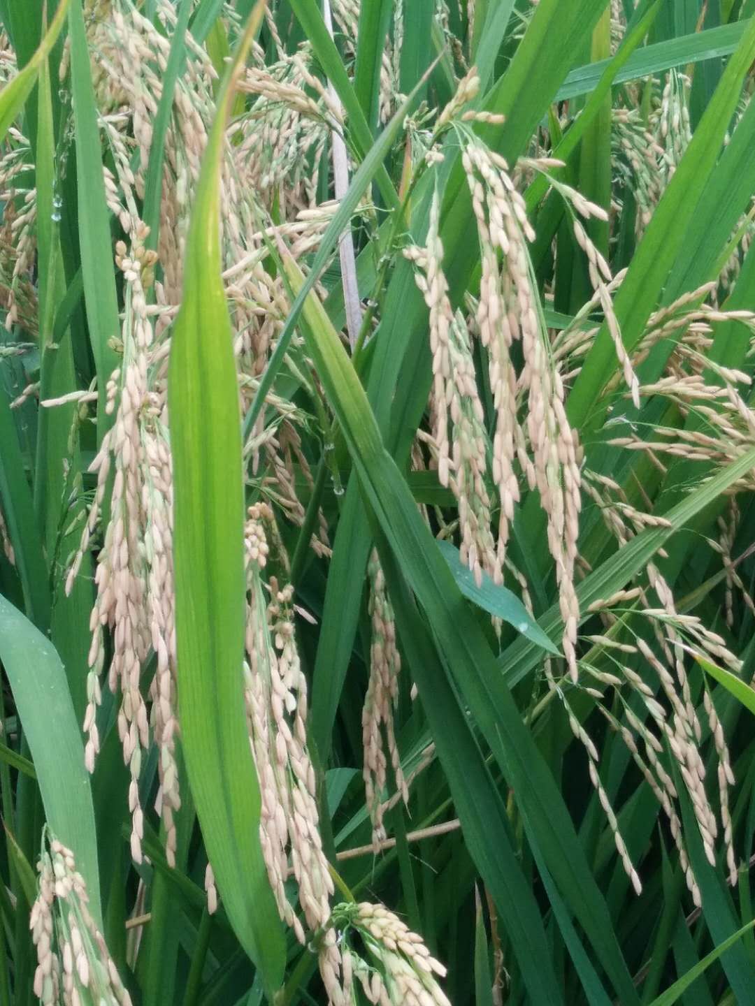 水稻种植，颍上县关屯乡运昌家庭农场