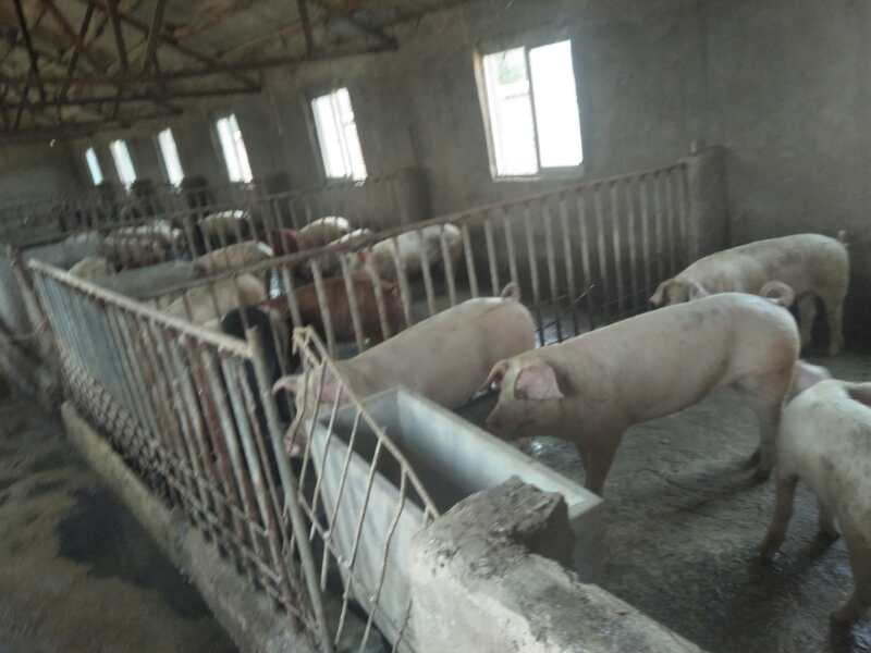 约克夏猪销售，临泉县滑集镇友源养猪场