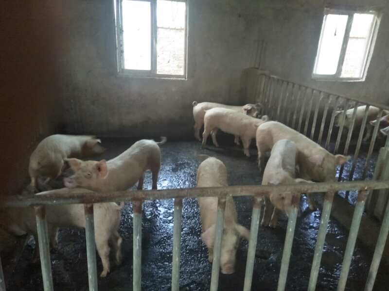 汉普夏猪销售，临泉县滑集镇友源养猪场