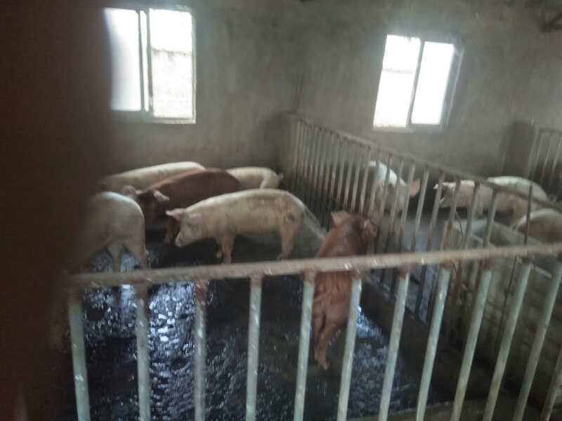 长白猪销售，临泉县滑集镇友源养猪场