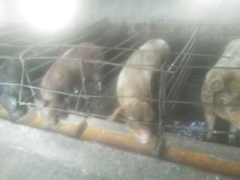 大白猪销售，临泉县滑集镇友源养猪场