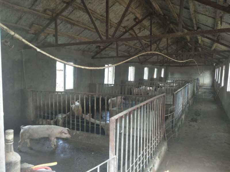 杜洛克猪销售，临泉县滑集镇友源养猪场