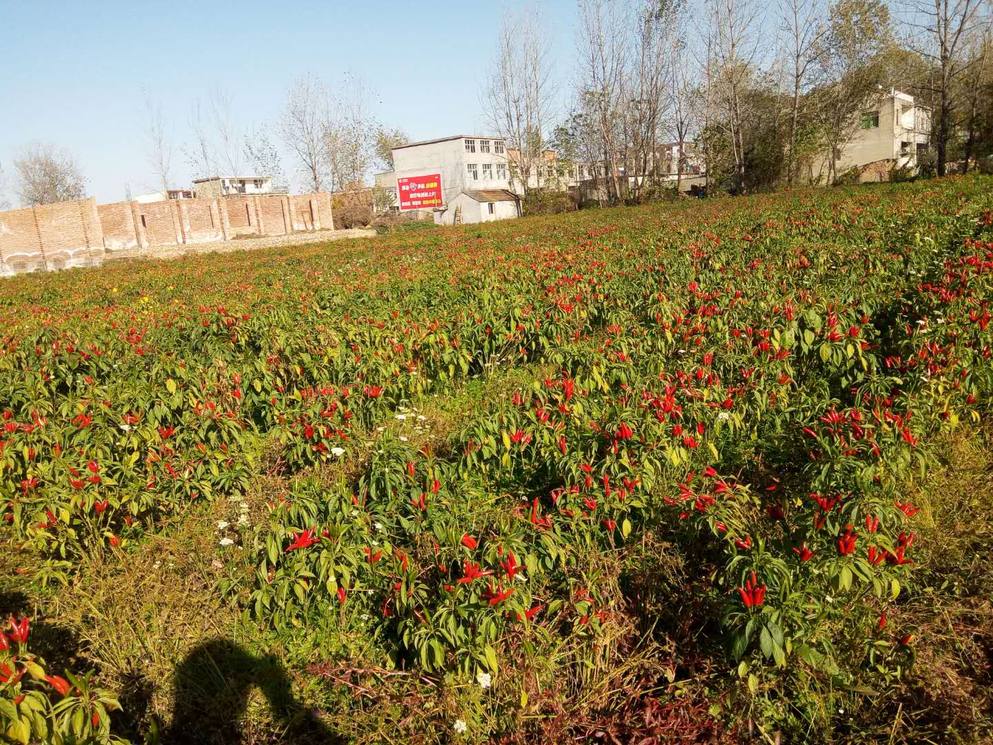 辣椒种植，蒙城县金水湾家庭农场