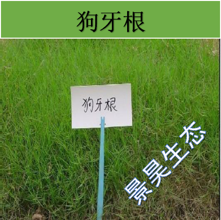 草种批发，公路边坡草种选景昊生态，一级供应商，物美**