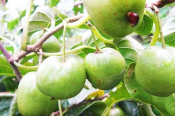 海南翠绿猕猴桃种苗种植基地价格皮
