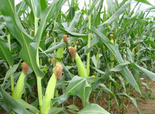 亳州恩冬种植玉米供应