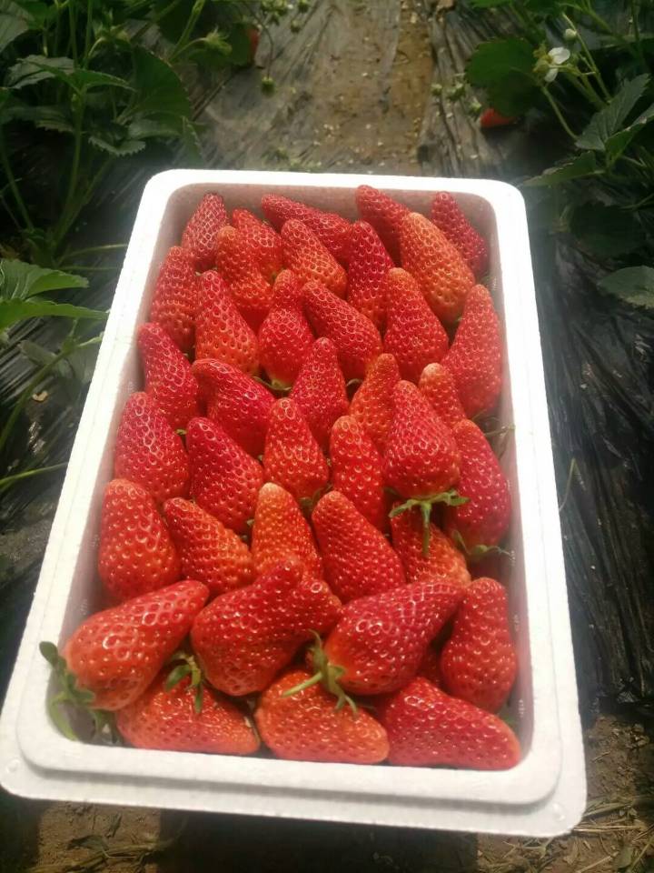 供应泰山红颜草莓苗