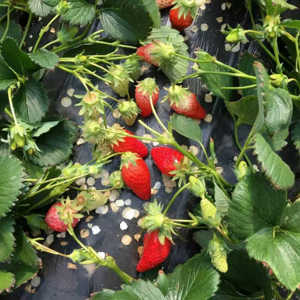 赛娃草莓苗生产商