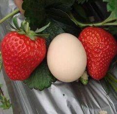 达赛草莓苗销售价格
