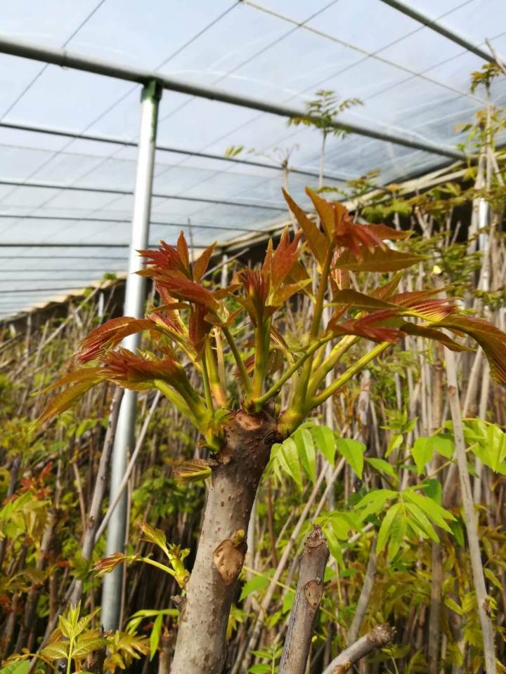 紫陶芬无花果苗销售价格