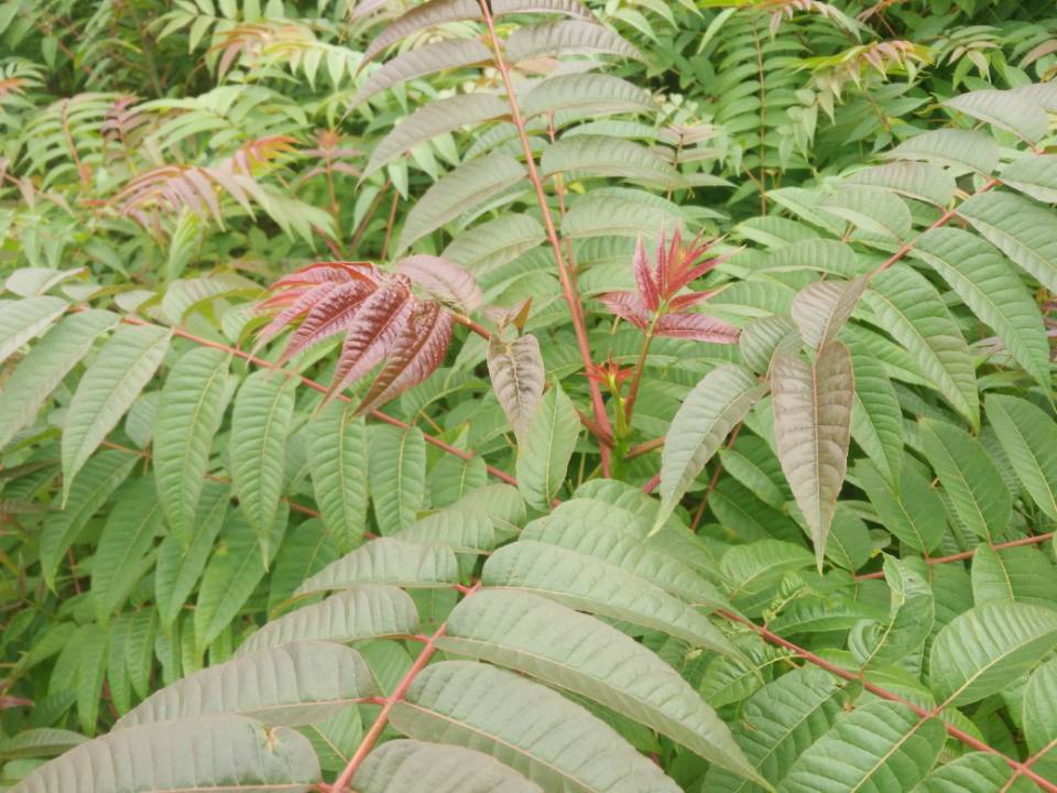 春丽桃树苗 春丽桃树苗种植基地