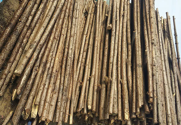 供应高效专业的郑州园林绿化杉木杆,恒之韵绿化支撑杆值得拥有