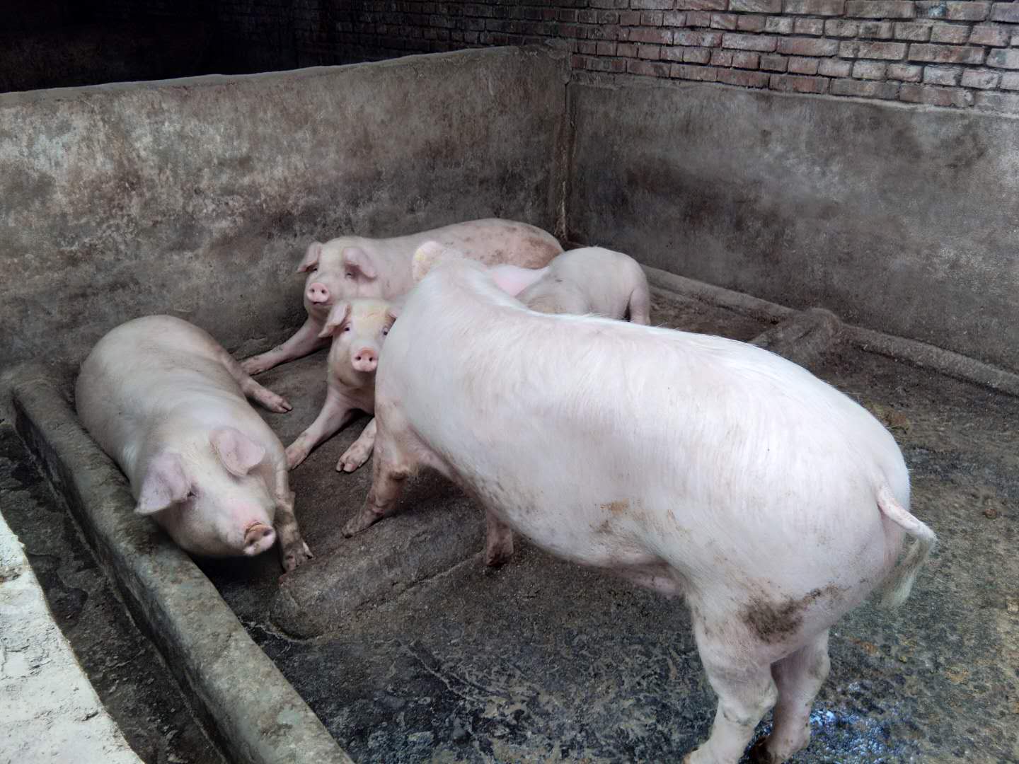 呼和浩特市香豚种养殖专业合作社