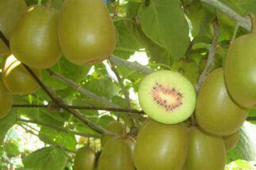 重庆东红猕猴桃种苗种植基地直销批发价格
