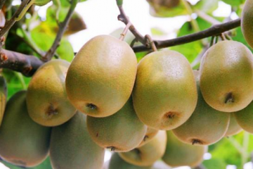 贵州东红猕猴桃种苗基地直销销售批发商价格