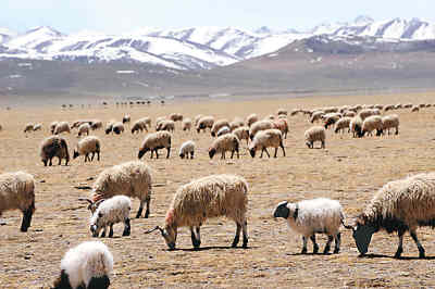 内蒙古自治区大规模畜牧业发展养殖厂