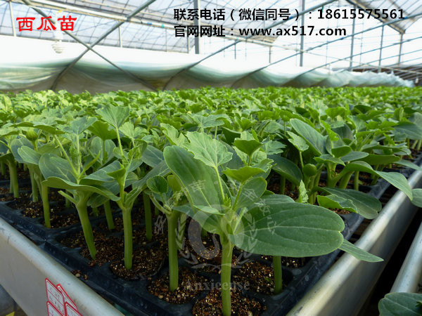 上海黄瓜苗批发，安信种苗厂家直销，质量有保证！
