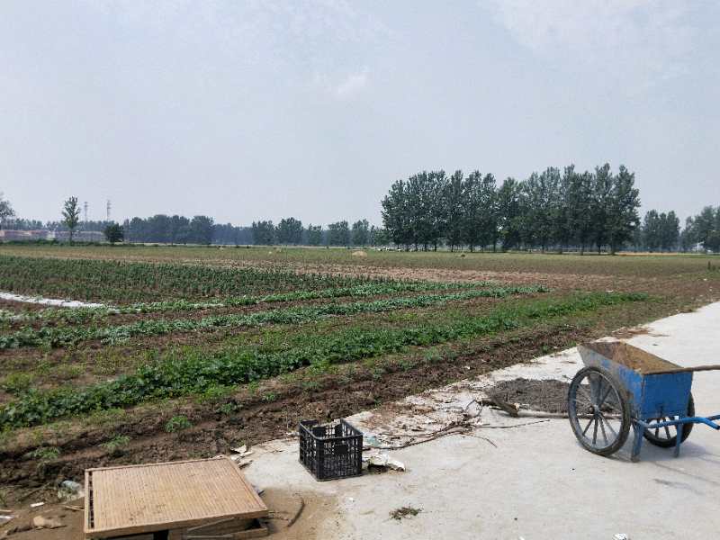 亳州市白芍种植销售