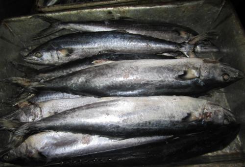 寻求宁波能够代理日本马鲛鱼进口报关的公司