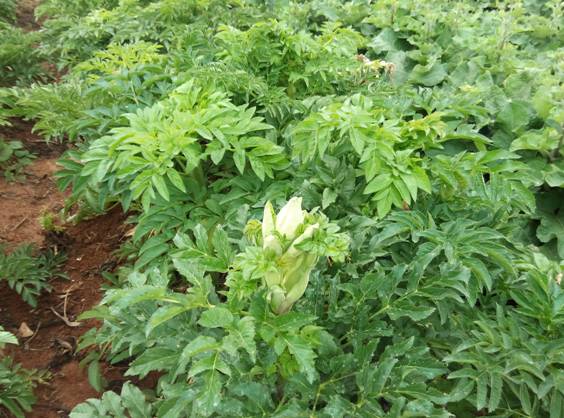 太和县白芷种植销售