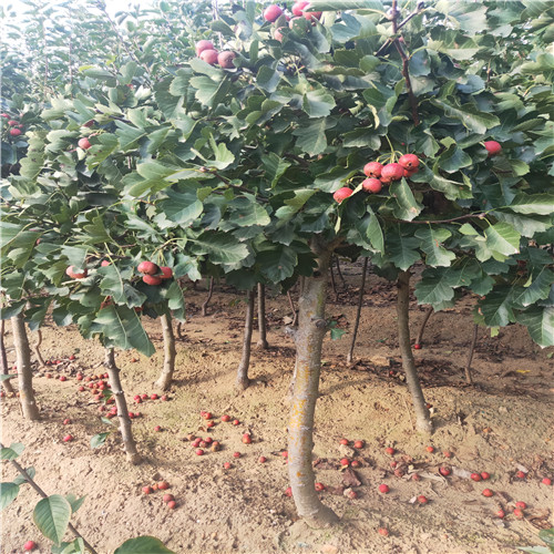 供应信浓红苹果苗新品种苹果苗