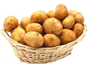 乌兰察布市优选土豆种子种植示范部