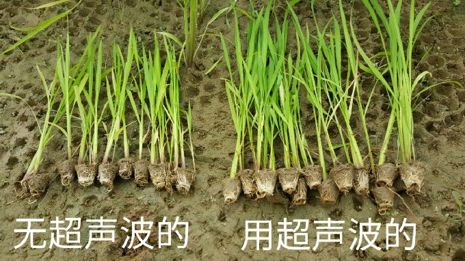 广州可靠的作物种子增产调优技术-大豆增产设备