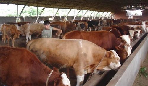 内蒙古自治区畜牧牛养殖示范园