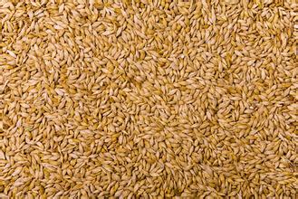 供应新品种大麦种子价格实惠