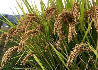 七台河水稻种植