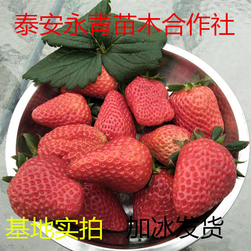 四季草莓苗种植基地 四季草莓苗批发价格一棵