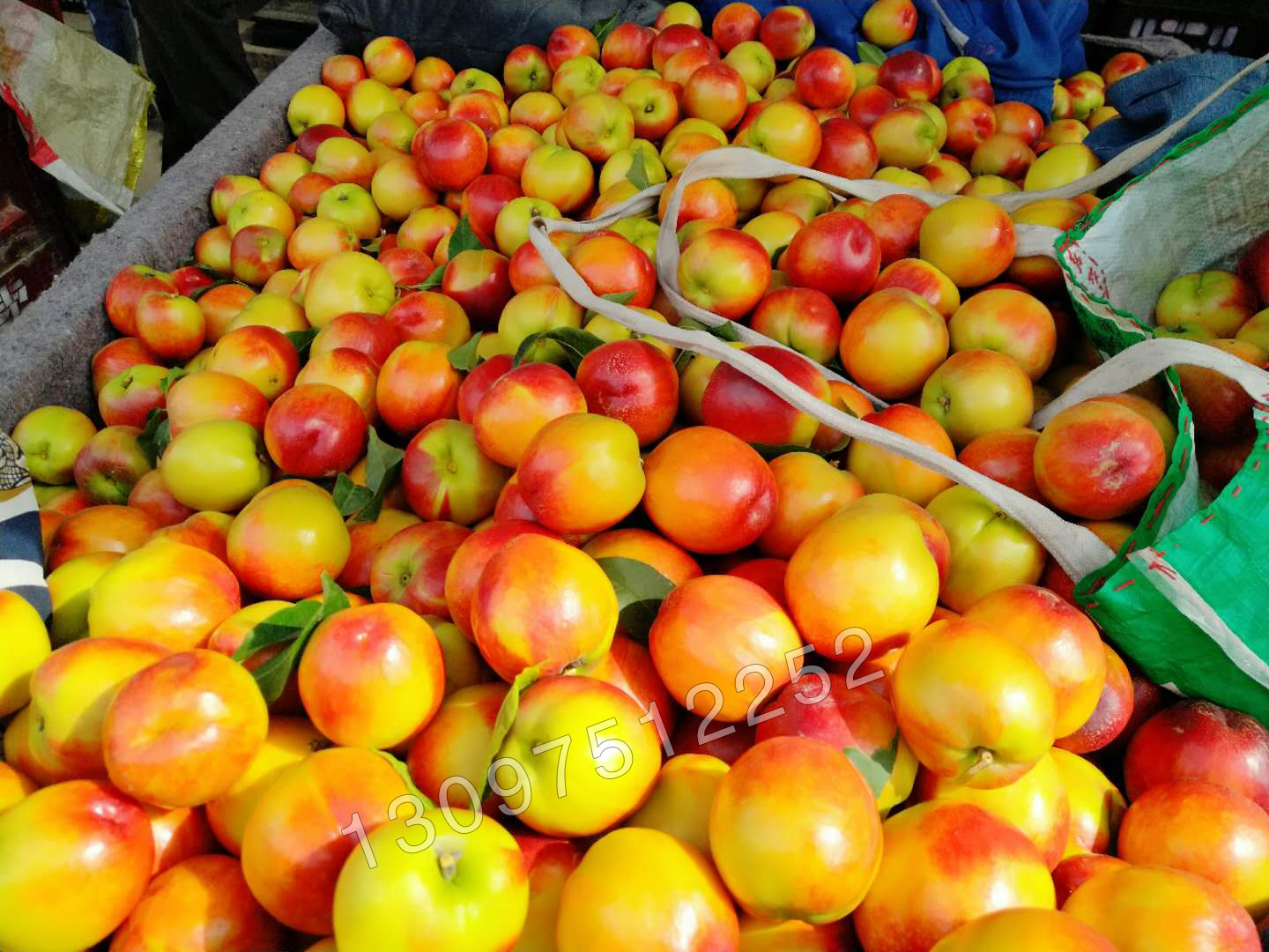 山西运城大田早熟黄肉油桃大面积上市油桃批发价大量上市硬度好红度够果面光
