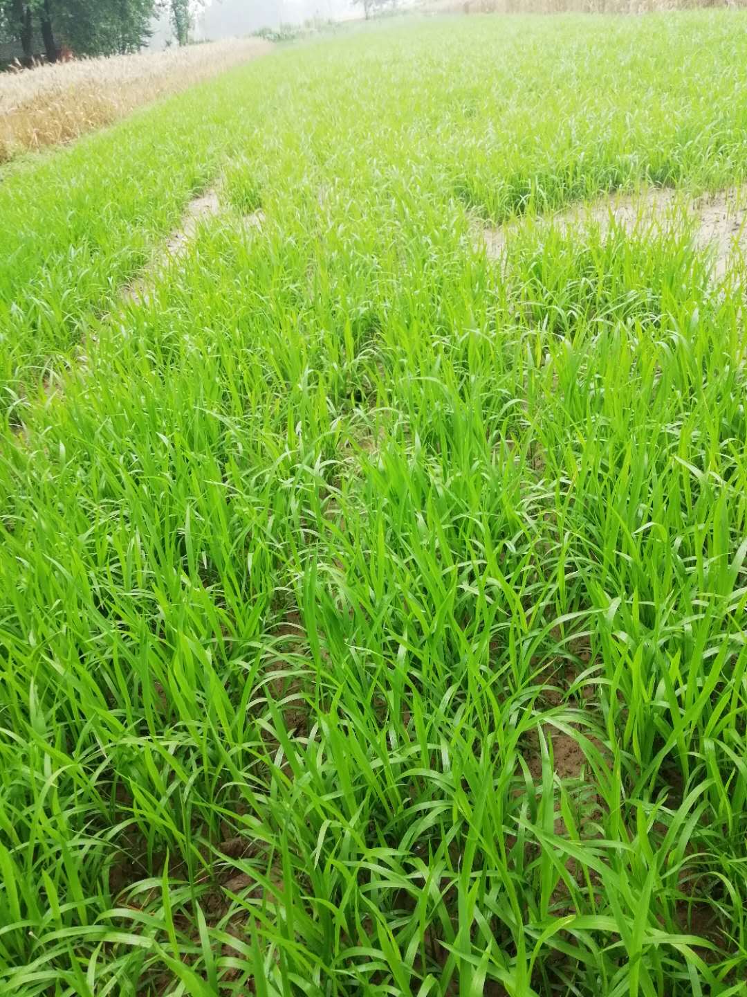 霍邱县水稻种植