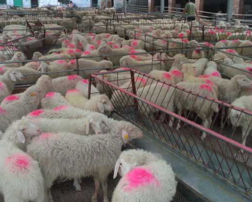 乌兰察布市大规模羊养殖示范村