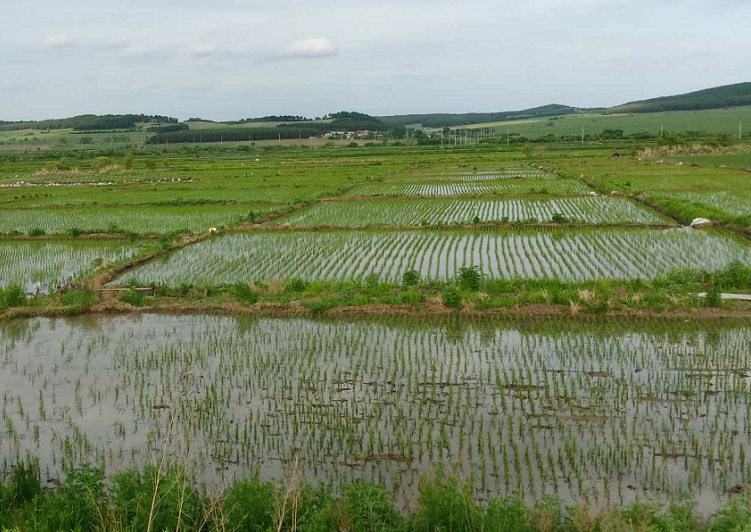 七台河玉米种植