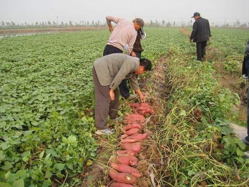 唐河县乡情红薯种植