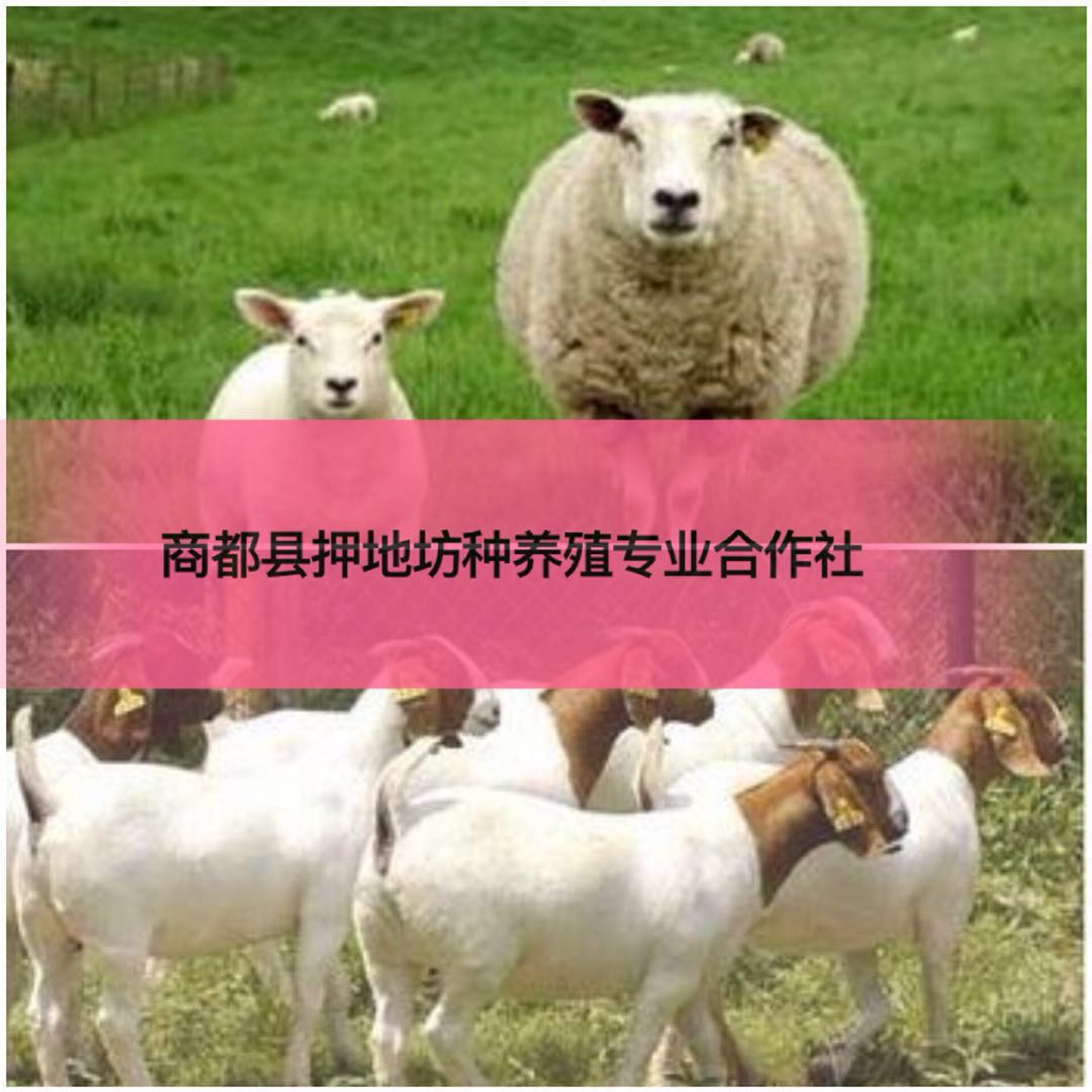 羊销售