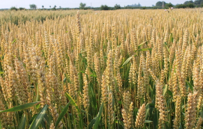固阳县小麦种植