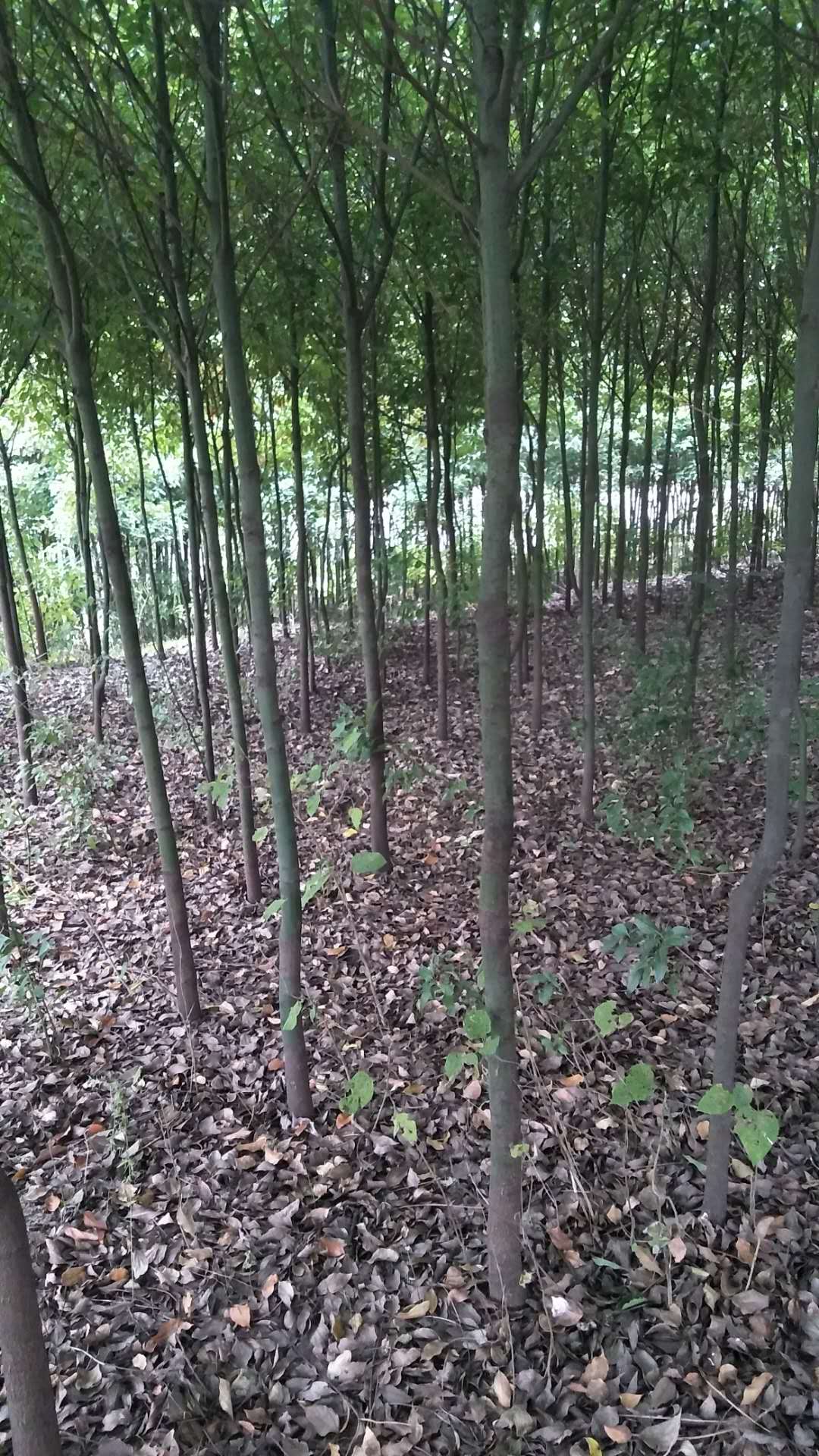 淅川县林木专业种植